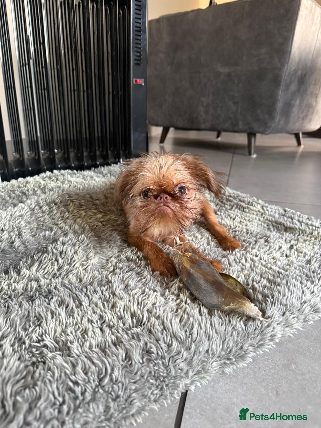 Griffon Bruxellois dogs for sale: Cute Female Griffon  - Advert 7