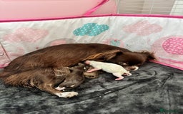 Chihuahua dogs for sale: 🤎💛Exquisite KC LC Chihuahuas🤎💛  - Image 10