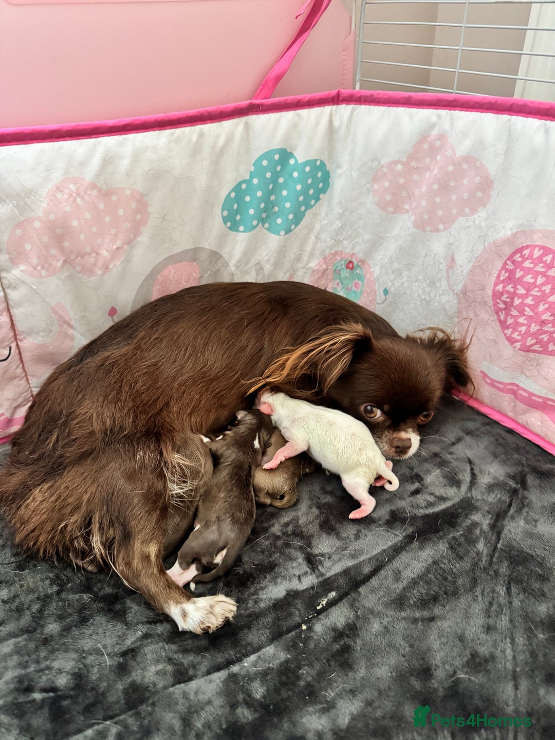 Chihuahua dogs for sale: 🤎💛Exquisite KC LC Chihuahuas🤎💛  - Image 10