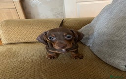 Miniature Dachshund dogs for sale: Miniature smooth haired dachshund puppies  - Image 1