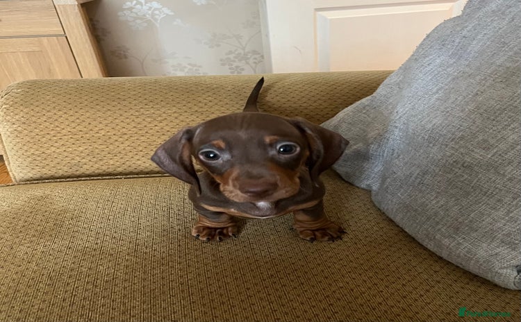 Miniature Dachshund dogs - Advert 3