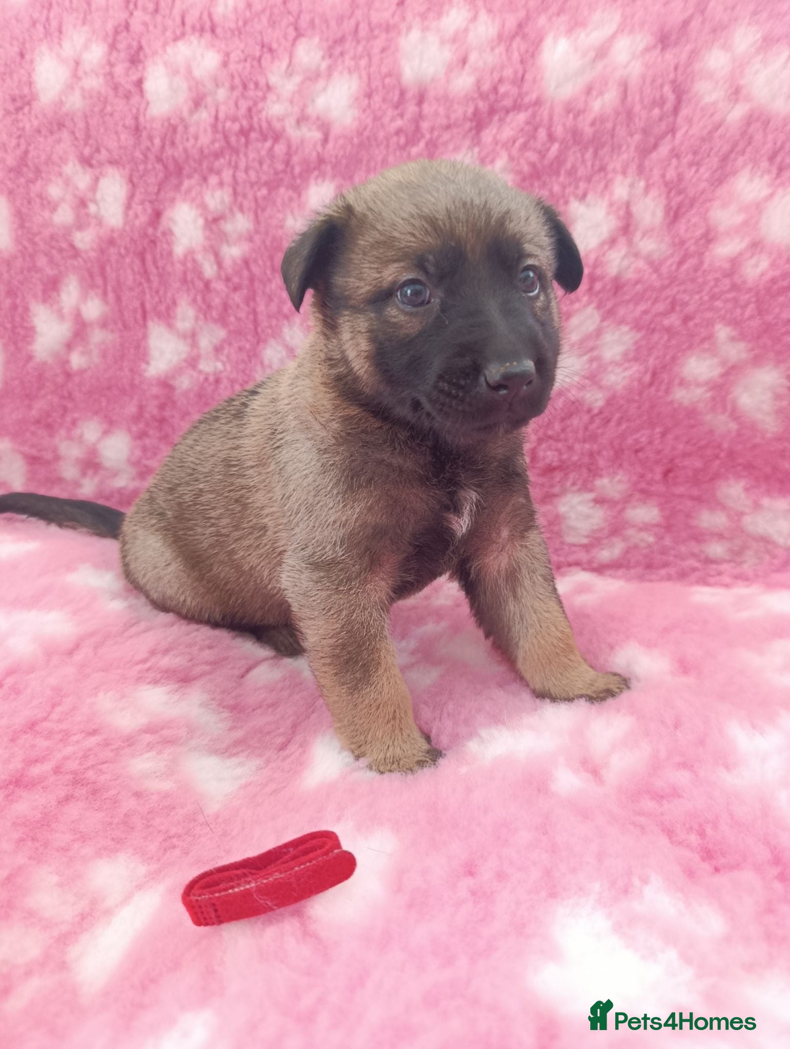 Mixed Breed dogs German Shepherd x Belgium Malinois Puppies  - Advert 1