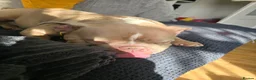 American Bully dogs for sale: American pocket bully for sale - Advert 3
