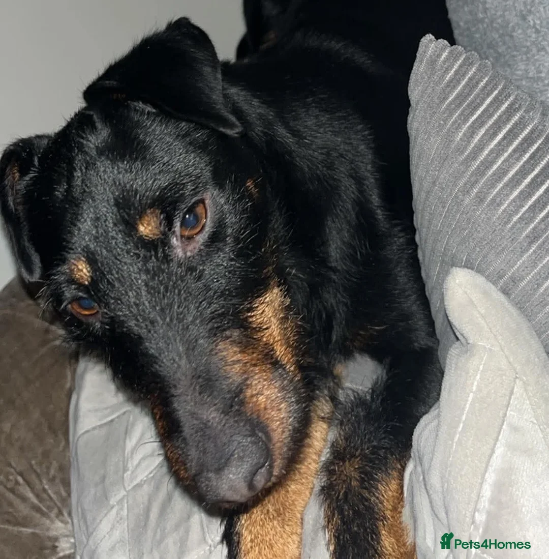 Jagdterrier dogs for sale: Jagd terrier  in Houghton le Spring - Advert 12