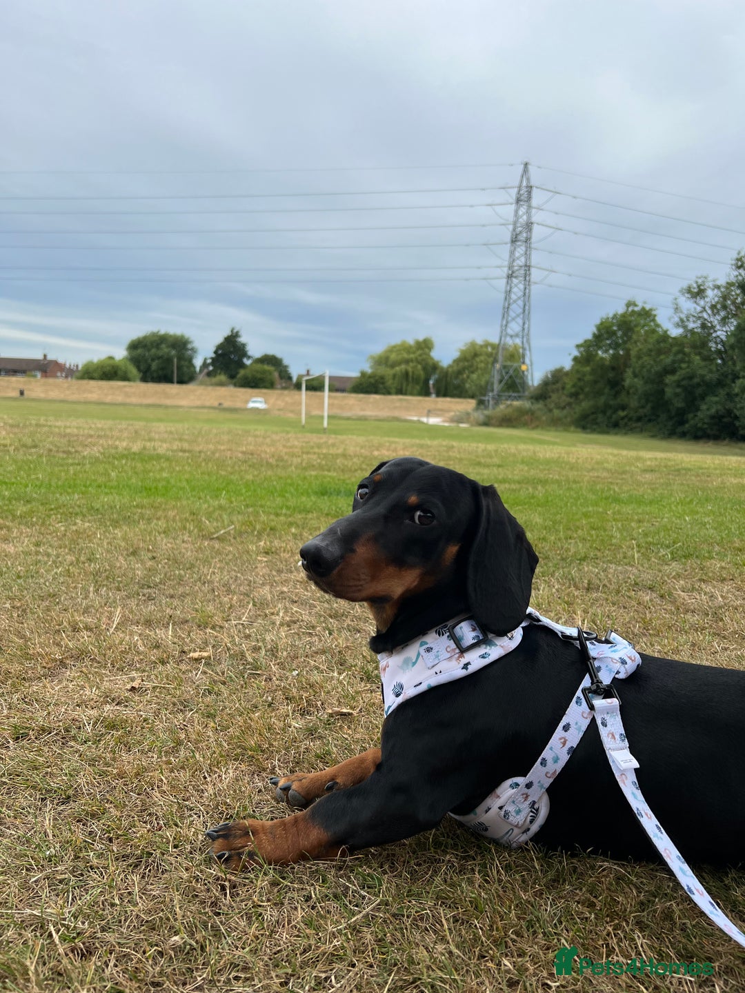 Dachshund dogs for stud: 4 Year Old Standard Dachshund For Stud Only in Ilkeston - Image 7