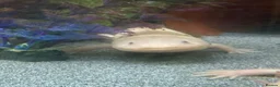 Axolotl reptiles for sale: Axalotols and tank  - Advert 2