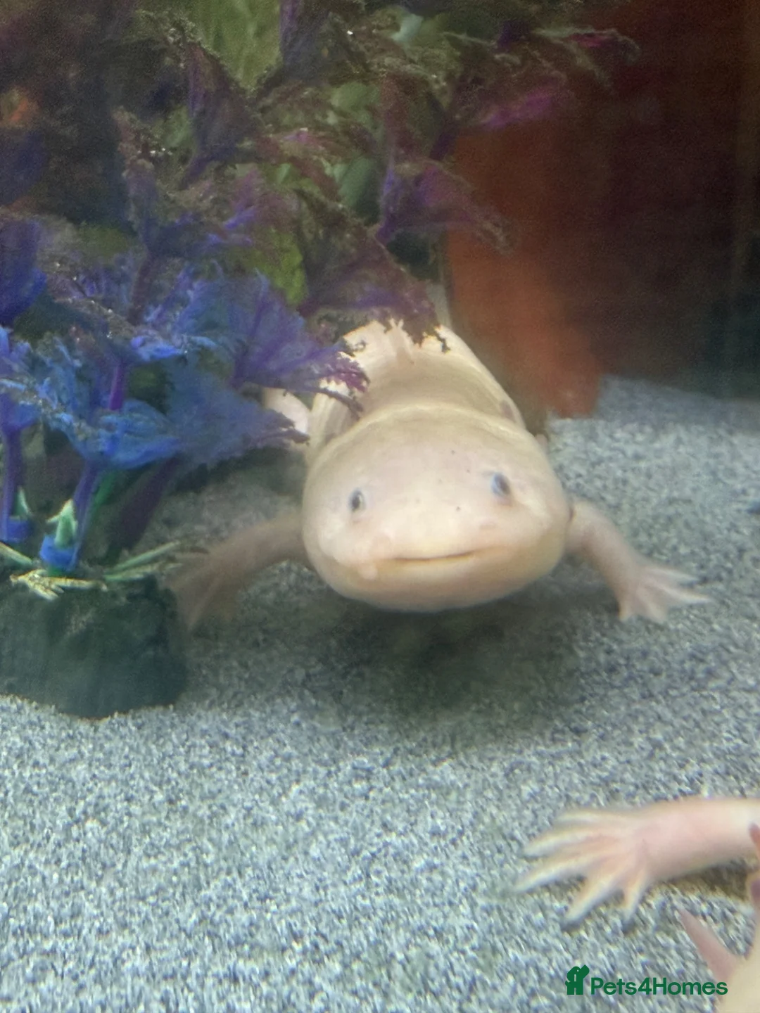 Axolotl reptiles for sale: Axalotols and tank  - Advert 2