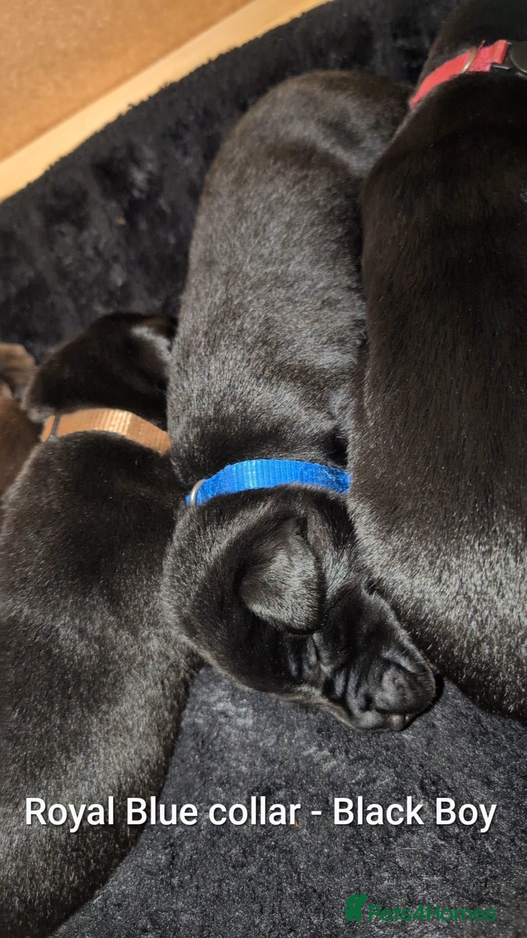 Labrador Retriever dogs for sale: Labrador puppies  - Advert 7