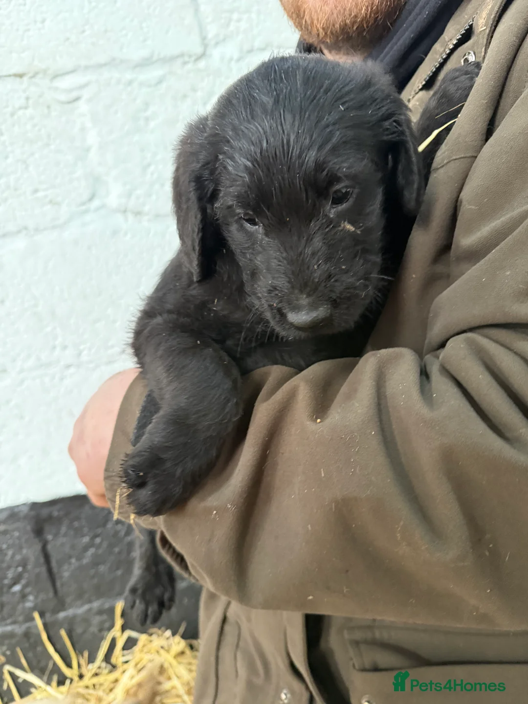 Labradoodle dogs for sale: Labradoodle pups  - Advert 10