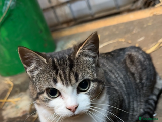 Mixed Breed cats Beautiful Kitten and Mum - Advert 7