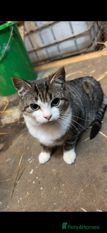 Mixed Breed cats Beautiful Kitten and Mum - Advert 7