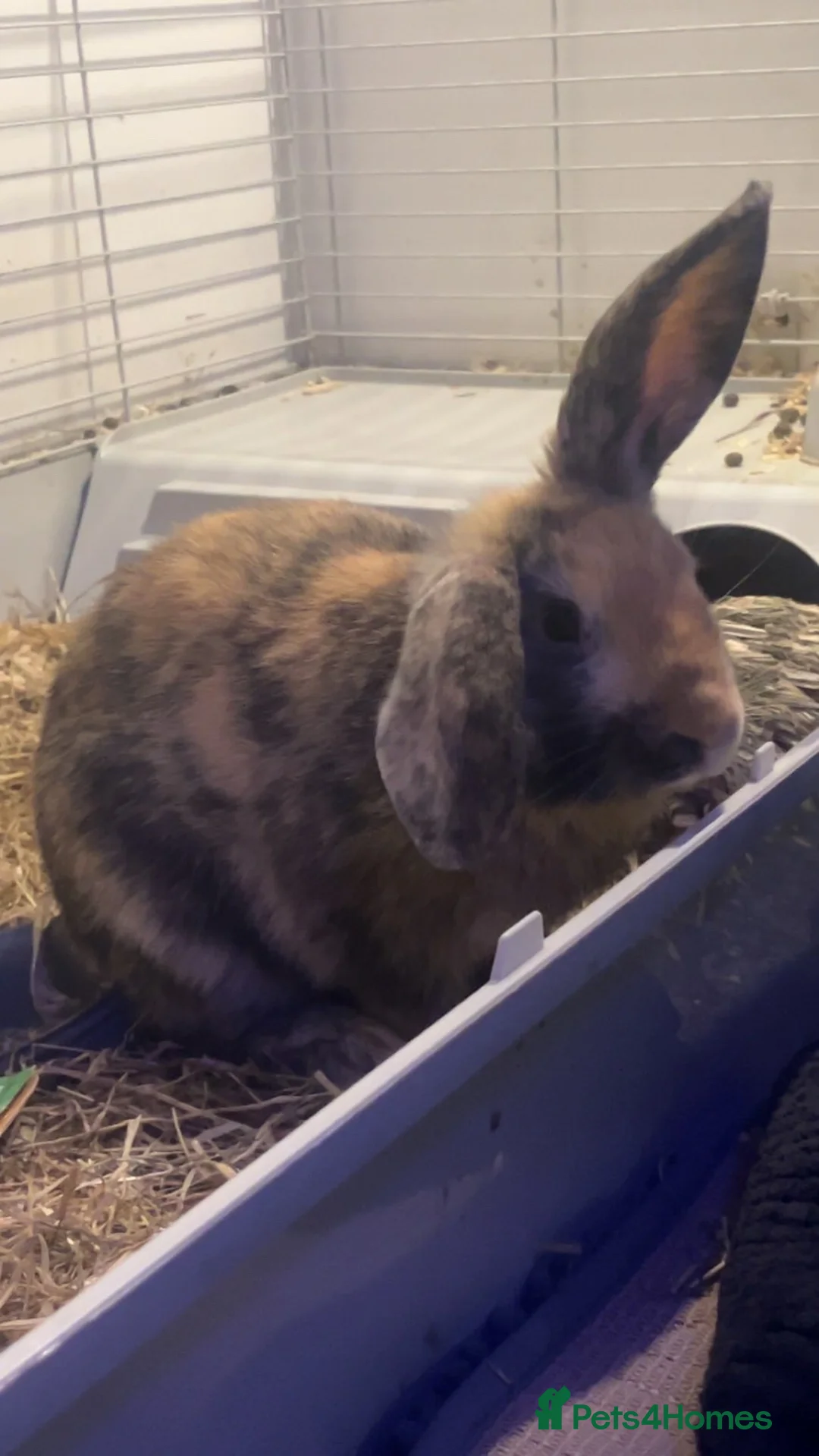 Mini Lop rabbits for sale: 1 mini lop 1 mini rex urgent sell in Chichester - Advert 1