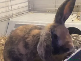 Mini Lop rabbits 1 mini lop 1 mini rex urgent sell - Advert 1