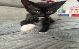 Mixed Breed cats for sale: 4 Siamese Cross kittens for sale - Image 6