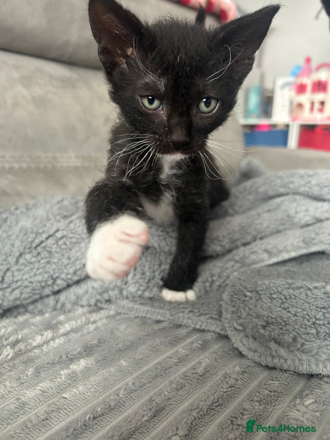 Mixed Breed cats for sale: 4 Siamese Cross kittens for sale - Image 6
