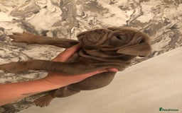 English Bulldog dogs for sale: 3 Isabella English bulldogs - Image 2