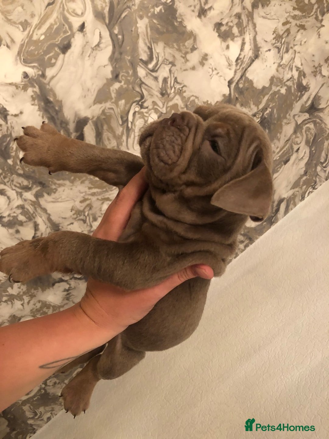 English Bulldog dogs for sale: 3 Isabella English bulldogs - Image 2