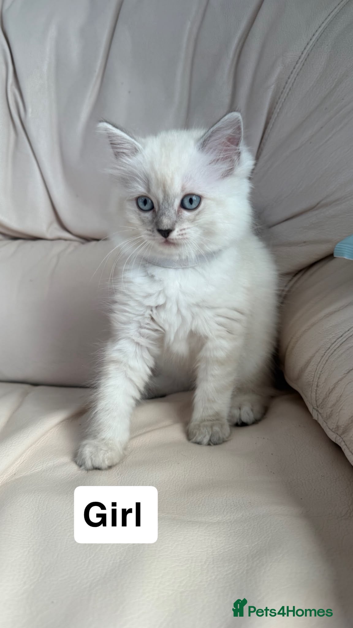 Ragdoll cats Stunning litter of ragdoll kittens  - Advert 1