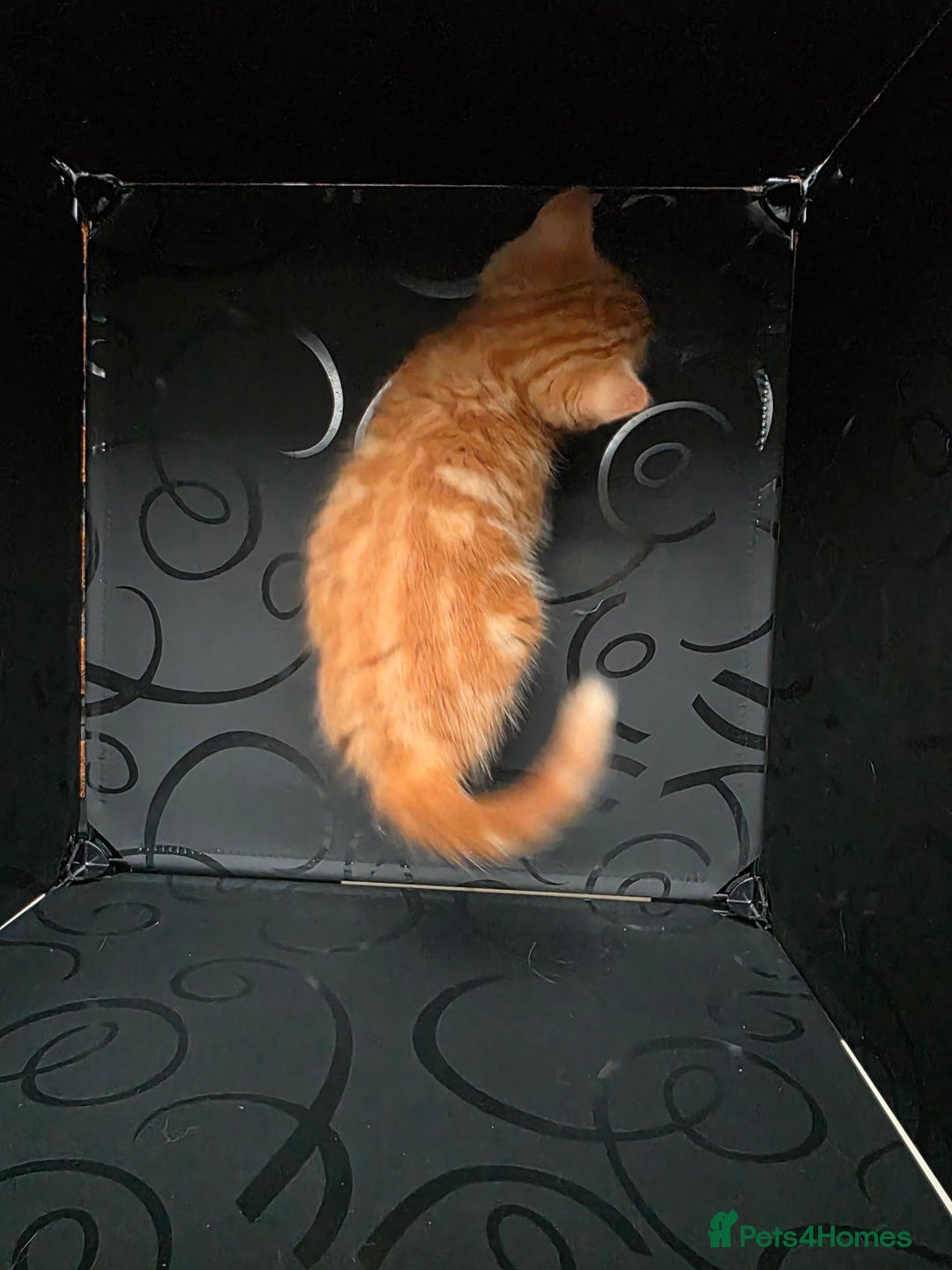 British Shorthair cats for sale: Rare ginger females. 1 male. British shorthair - Advert 23