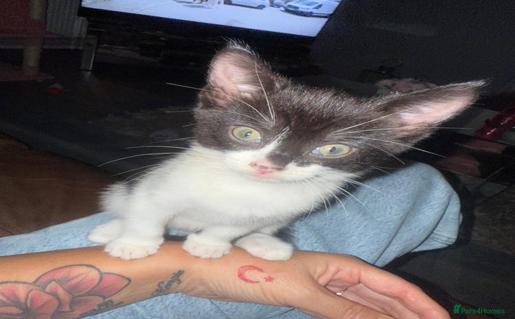 Mixed Breed cats - Advert 4