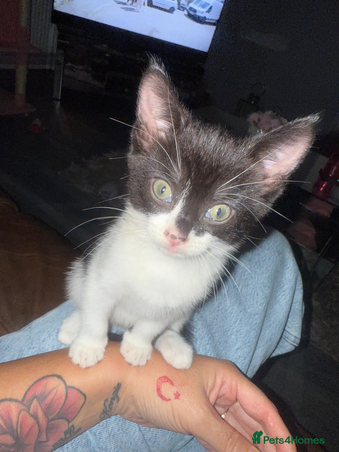 Mixed Breed cats for sale: Black & white female kitten - Image 1