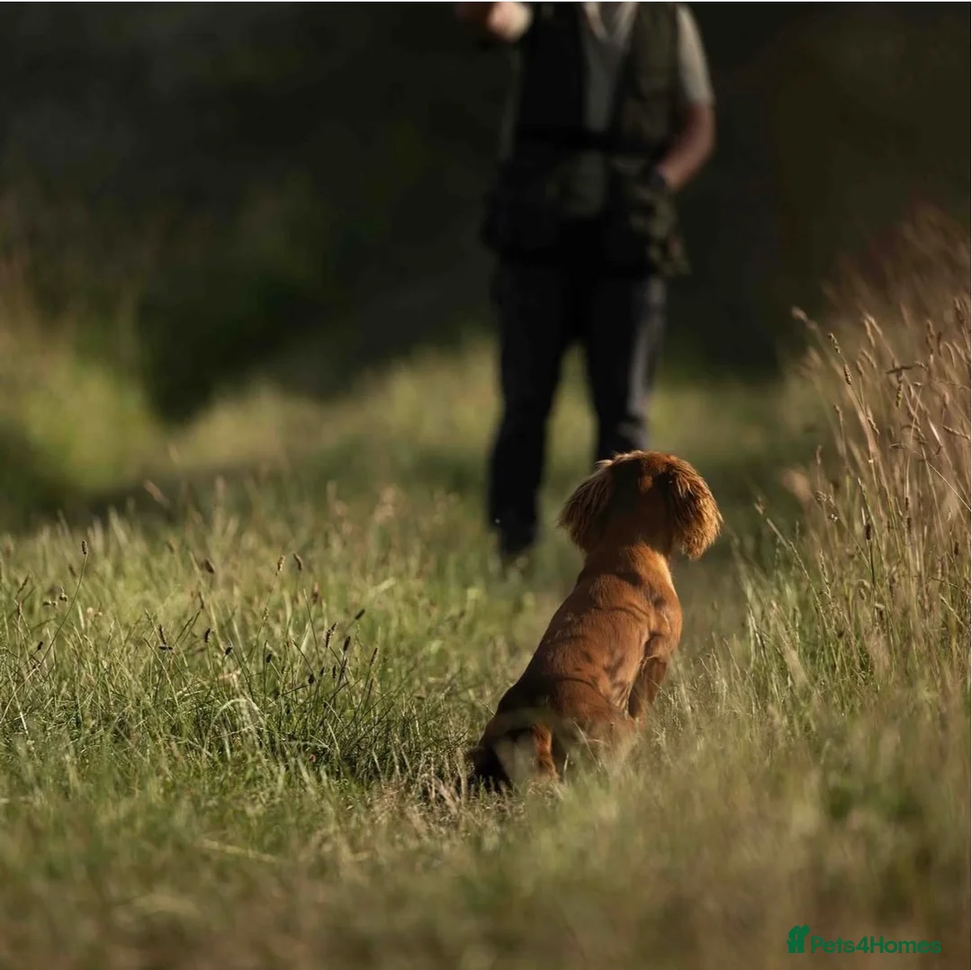 Cocker Spaniel dogs for stud: Ammerdown Greedy Available At Stud. Health Tested - Advert 11