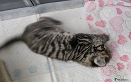 European cats for sale: 4 beautiful kittens looking for the New 🤎 home  - Image 10