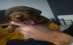 Dachshund dogs for sale: 3 female miniature dashounds  - Image 8