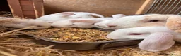Mini Lop rabbits for sale: 3 white beauty’s for sale NEED TO GO  - Advert 8