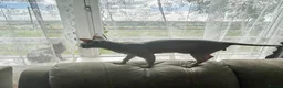 Sphynx cats for sale: Exceptionally Friendly Blue-Cream Sphynx Boy - Advert 1