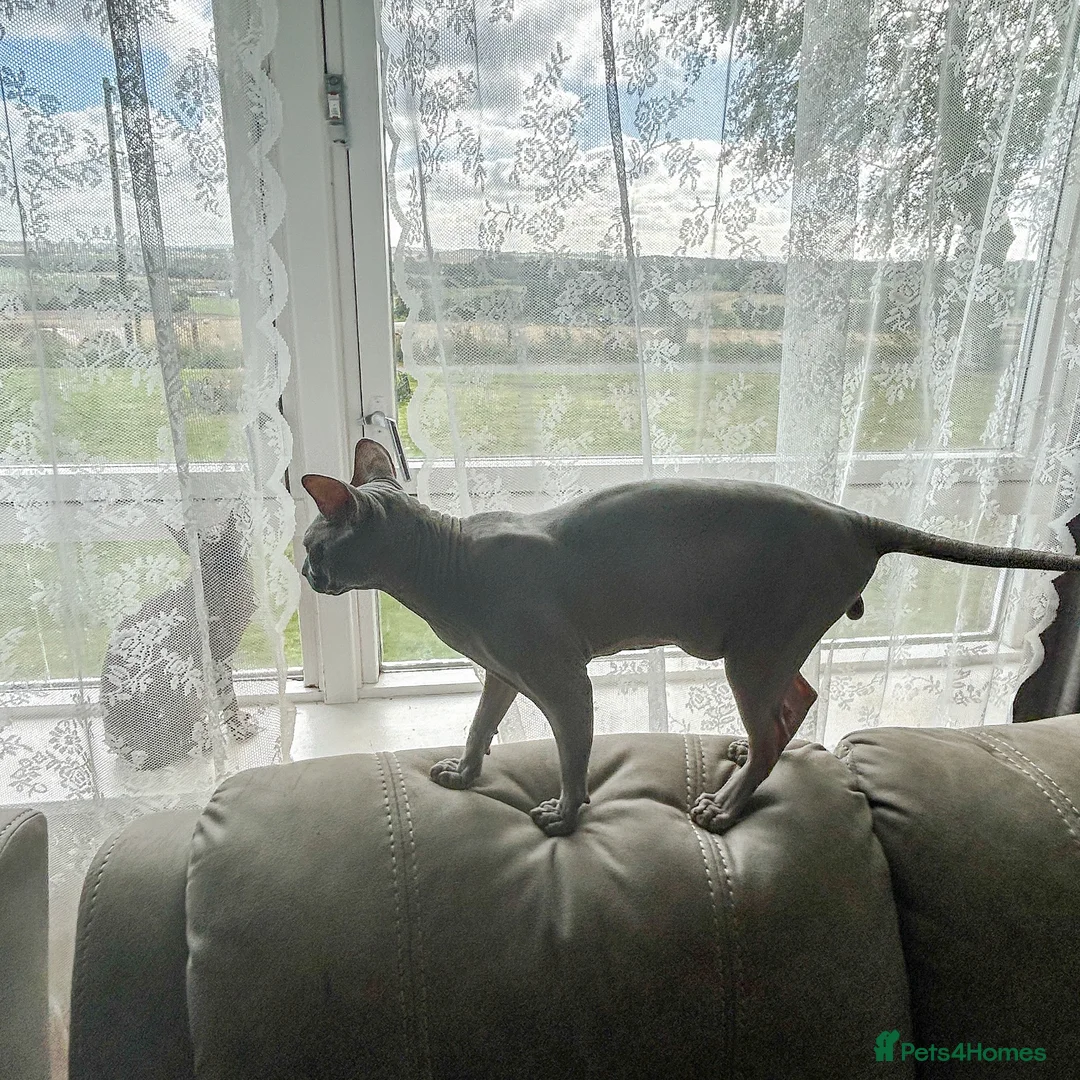 Sphynx cats for sale: Exceptionally Friendly Blue-Cream Sphynx Boy - Advert 1