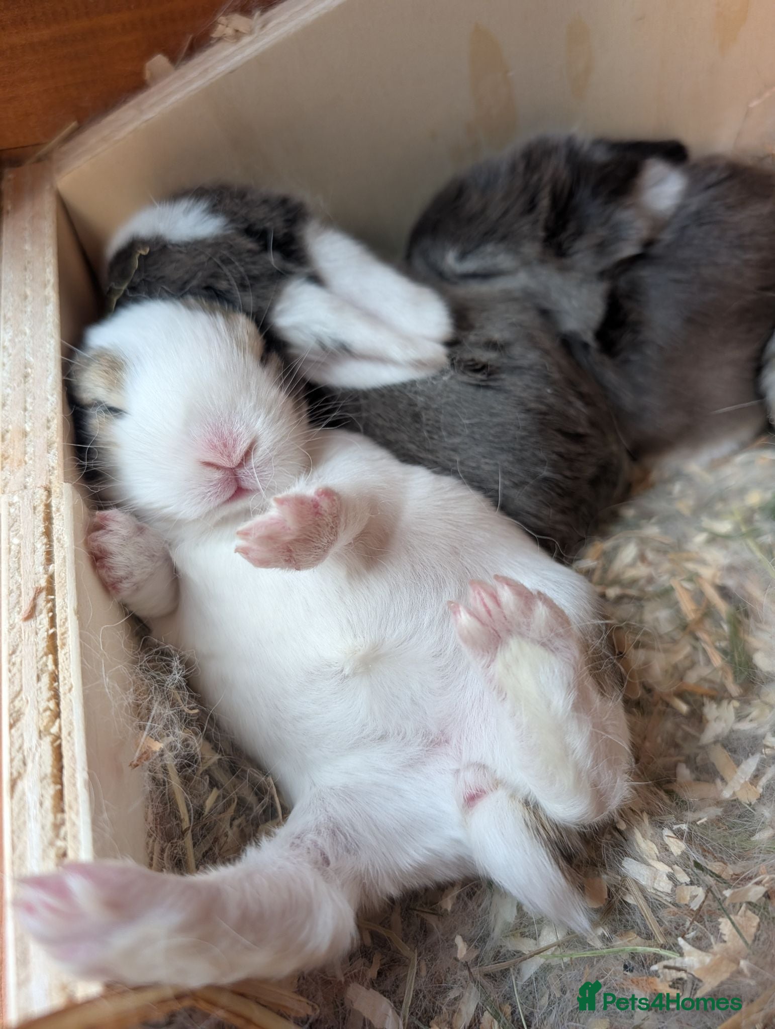 Mini Lop rabbits Mini Lop Rabbits - Advert 12