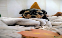 Yorkshire Terrier dogs for sale: 4 week old miniature Yorkshire terriers, 7 males  - Image 8