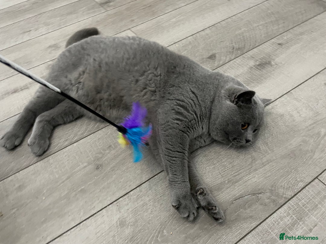 British Shorthair cats for stud: 🏆🔥GCCF BLUE CHAMPION STUD CARRYING CINNAMON 🔥🏆 - Advert 9