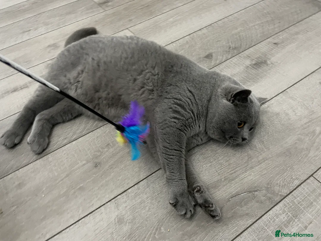 British Shorthair cats for stud: 🏆🔥GCCF BLUE CHAMPION STUD CARRYING CINNAMON 🔥🏆 - Advert 9