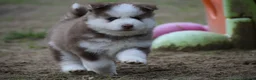 Pomsky dogs for sale: Genuine Celtic Star F3 Pomskies Available  - Advert 15