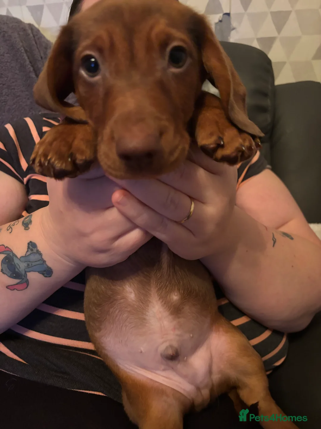 Dachshund dogs for sale: Dachshund choc-based-red puppies available now!! - Advert 21