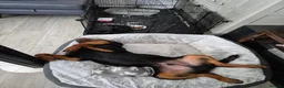 Rottweiler dogs for sale: Loving, 6-Month-Old Male Rottweiler - Advert 10