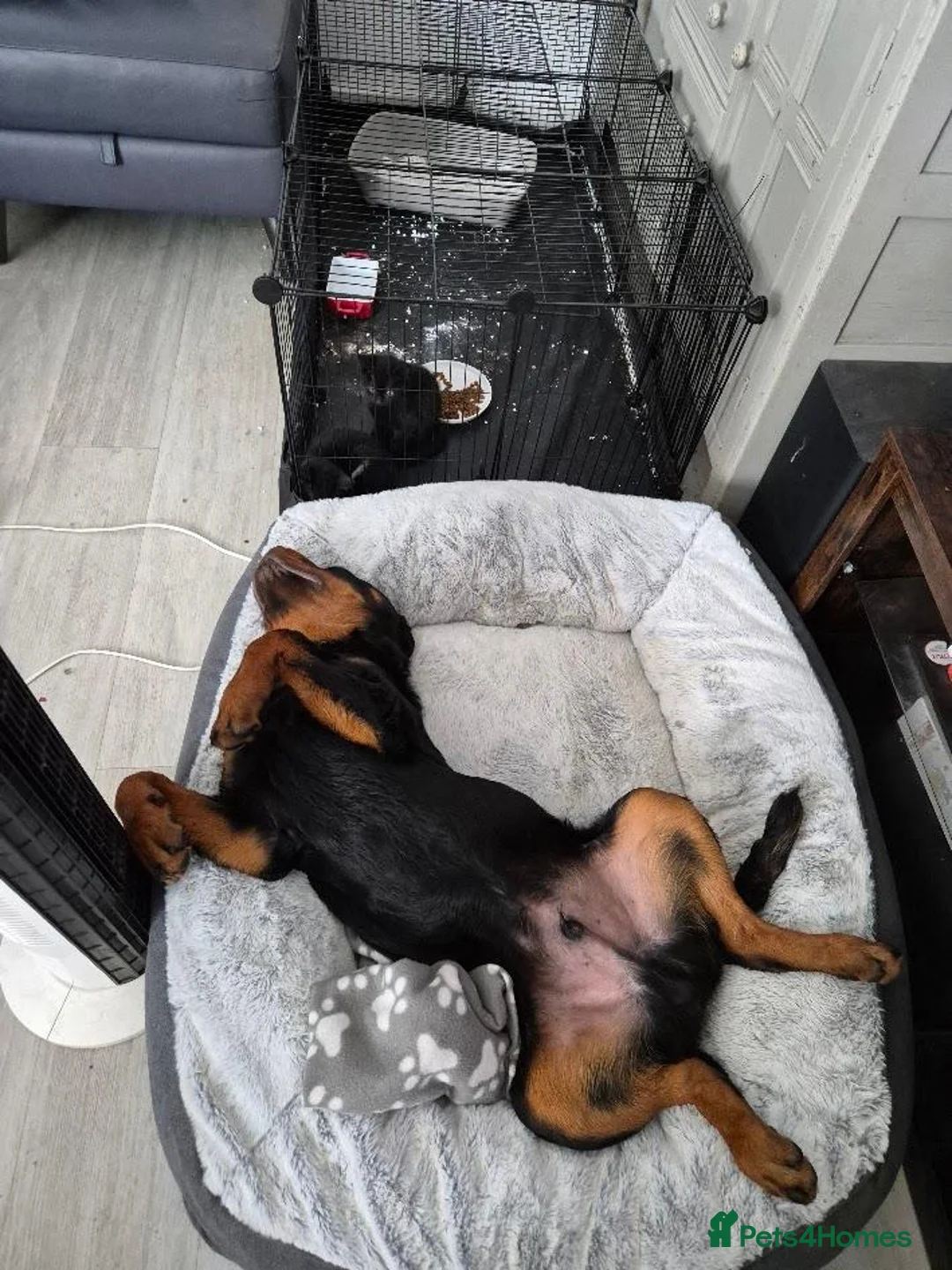 Rottweiler dogs for sale: Loving, 6-Month-Old Male Rottweiler - Advert 10