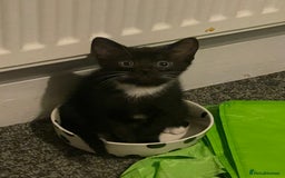 Mixed Breed cats for sale: 4 beautiful kittens looking new home 🩷 - Image 11