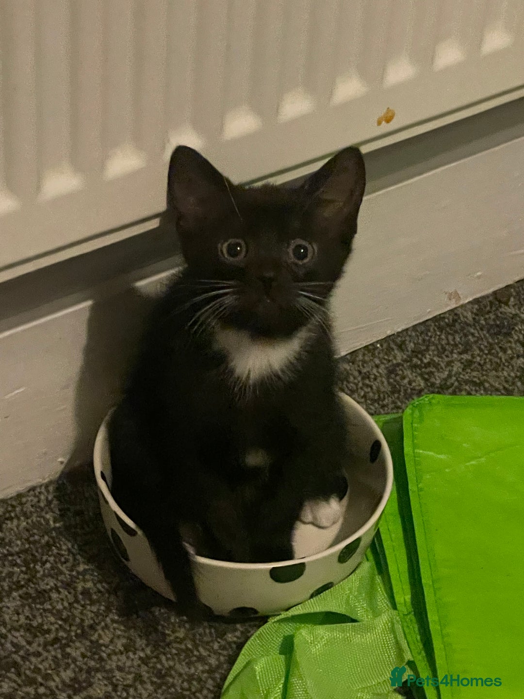 Mixed Breed cats for sale: 4 beautiful kittens looking new home 🩷 - Image 11
