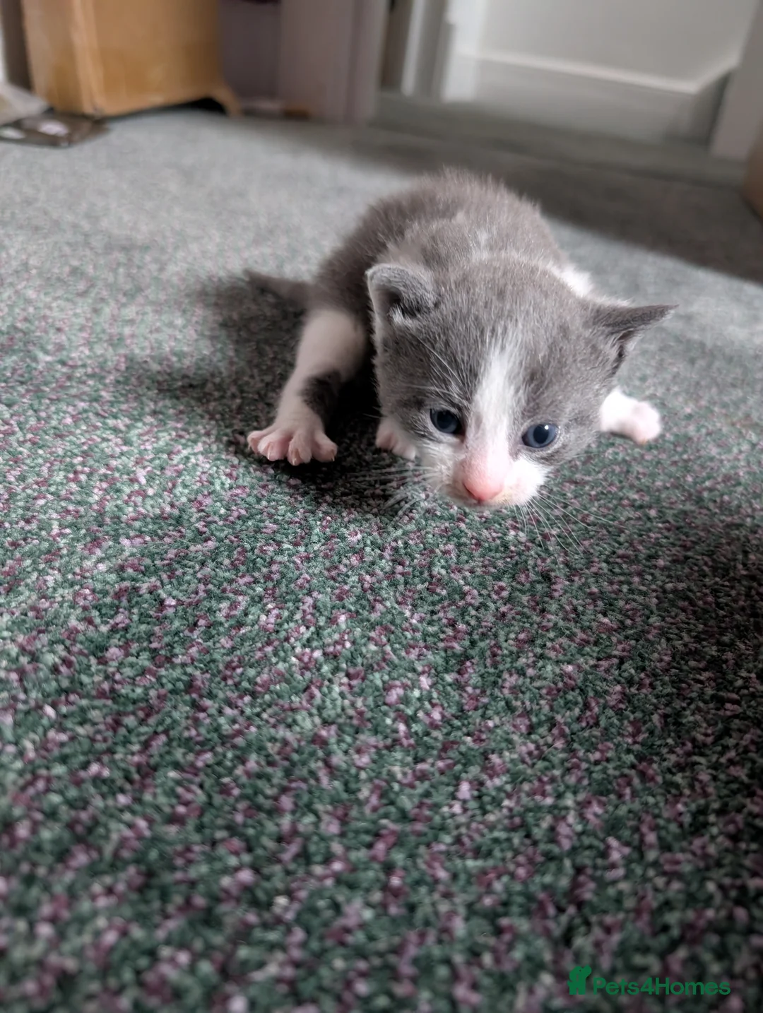 Mixed Breed cats for sale: 3 beautiful mixed breed kittens - Advert 2