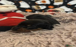 Miniature Dachshund dogs for sale: Miniature Dachshund Puppies - Image 10