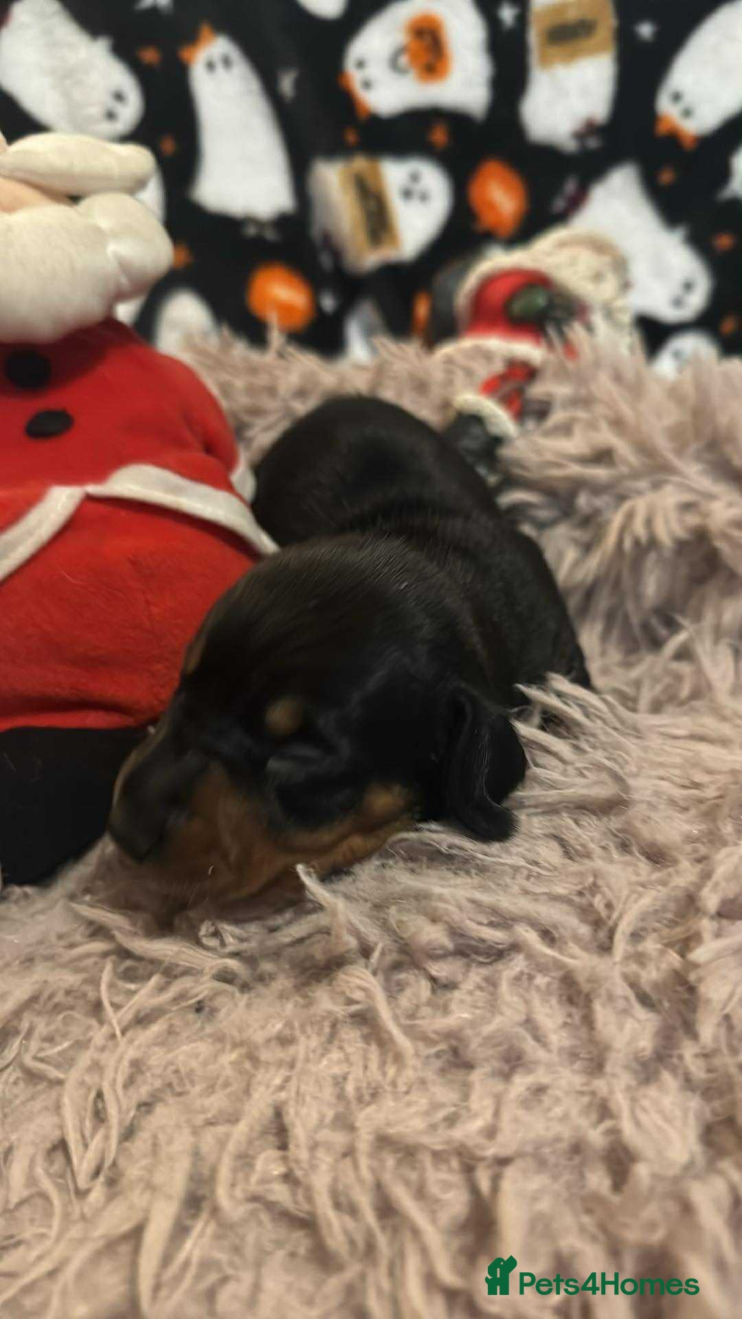 Miniature Dachshund dogs for sale: Miniature Dachshund Puppies - Image 10