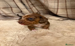 Miniature Dachshund dogs for sale: Miniature dachshund - Image 10
