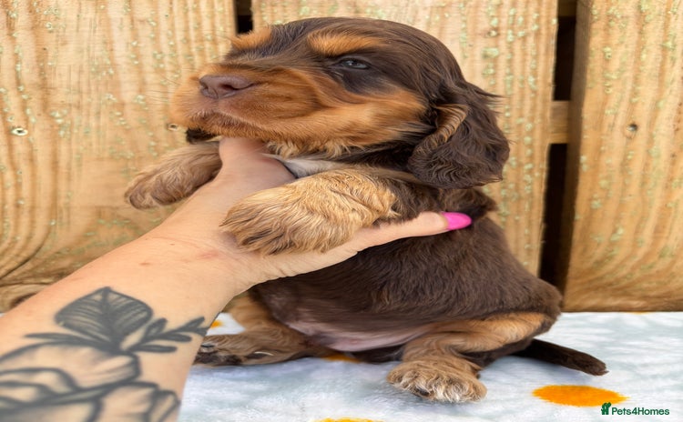 Cocker Spaniel dogs - Advert 12