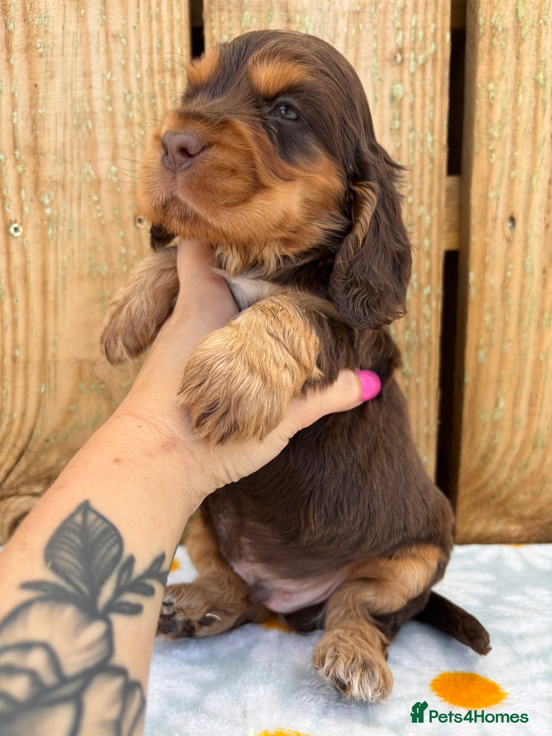 Cocker Spaniel dogs for sale: Ready 30th august import lines  - Image 4