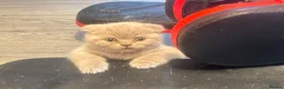 British Shorthair cats for sale: British short hair fold  - Advert 6