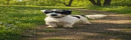 Jack Russell dogs for stud: Long haired Jack Russell  - Advert 3
