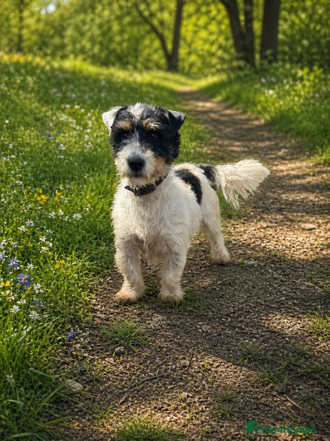 Jack Russell dogs for stud: Long haired Jack Russell  - Advert 3